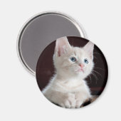 かわいい白い子猫 マグネット (正面/裏面)