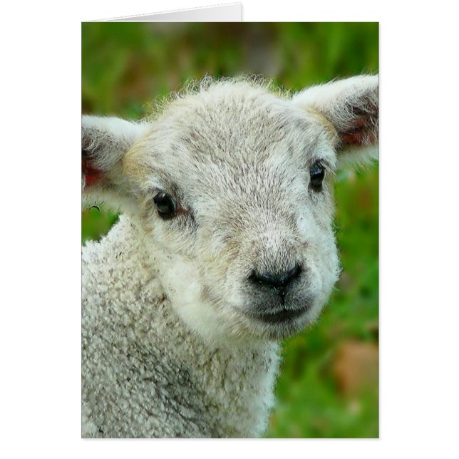 かわいい白い小さな子羊 (正面)