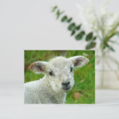 かわいい白い小さな子羊 ポストカード (スタンド正面)