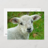 かわいい白い小さな子羊 ポストカード (正面/裏面)