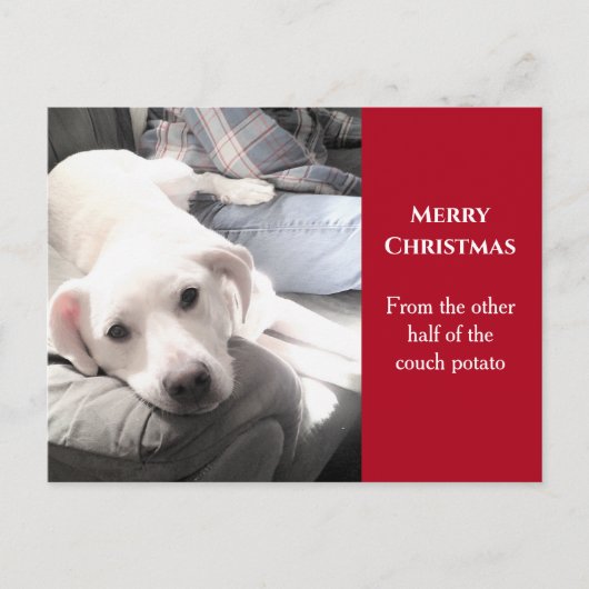 かわいい白い犬とパパ赤のクリスマス シーズンポストカード (正面)