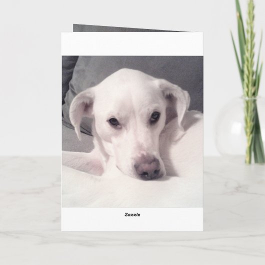 かわいい白い犬のグレーロスオブペット悔やみや弔慰 カード (裏面)