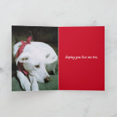 かわいい白い犬のバレンタインデーの写真 カード (内部)