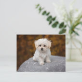 かわいい白い犬のポストカード ポストカード (スタンド正面)