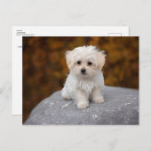 かわいい白い犬のポストカード ポストカード (正面/裏面)