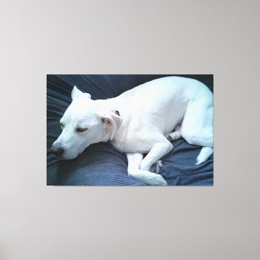 かわいい白い犬の眠っている美しい写真 キャンバスプリント (正面)