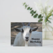 かわいい白い羊のポートレート写真の誕生日 ポストカード (スタンド正面)