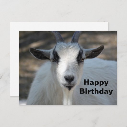 かわいい白い羊のポートレート写真の誕生日 ポストカード (正面/裏面)