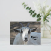 かわいい白い羊のポートレート写真 ありがとう ポストカード (スタンド正面)