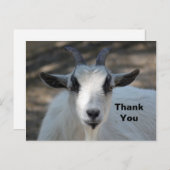 かわいい白い羊のポートレート写真 ありがとう ポストカード (正面/裏面)