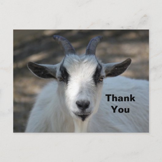 かわいい白い羊のポートレート写真 ありがとう ポストカード (正面)