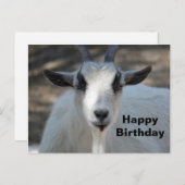 かわいい白い羊の肖像写真の誕生日 ポストカード (正面/裏面)