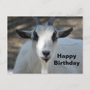 かわいい白い羊の肖像写真 誕生日 ポストカード