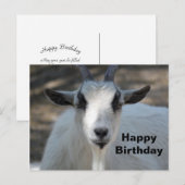 かわいい白い羊の肖像写真 誕生日 ポストカード (正面/裏面)