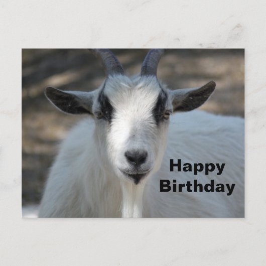かわいい白い羊の肖像写真 誕生日 ポストカード (正面)