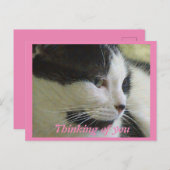 かわいい白い黒猫考えの写真 ポストカード (正面/裏面)