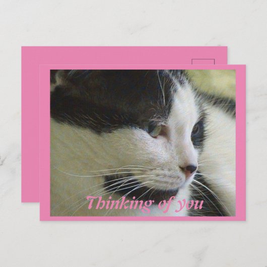 かわいい白い黒猫考えの写真 ポストカード (正面/裏面)