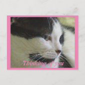 かわいい白い黒猫考えの写真 ポストカード (正面)