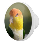 かわいい白によって膨らまされるシロハラインコのオウム セラミックノブ (右)