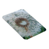 かわいい白のタンポポ マグネット (右側)