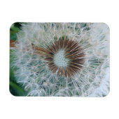 かわいい白のタンポポ マグネット (横)