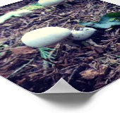 かわいい白キノコ ポスター (角)