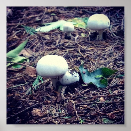 かわいい白キノコ ポスター (正面)