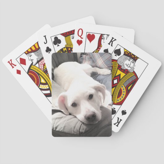 かわいい白犬のぶら下がったパパ姿の写真 トランプ (裏面)