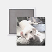 かわいい白犬のぶら下がったパパ姿の写真 マグネット (正面/裏面)