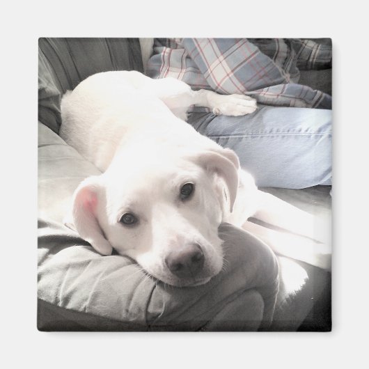 かわいい白犬のぶら下がったパパ姿の写真 マグネット (正面)