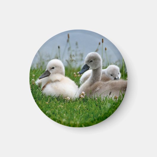 かわいい白鳥のベビー – マグネット (正面)
