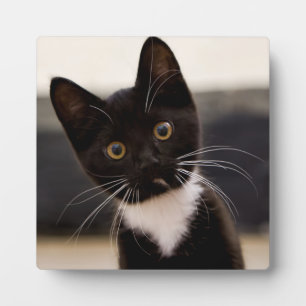 かわいい白黒のタキシード子猫 フォトプラーク