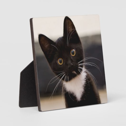 かわいい白黒のタキシード子猫 フォトプラーク (正面)