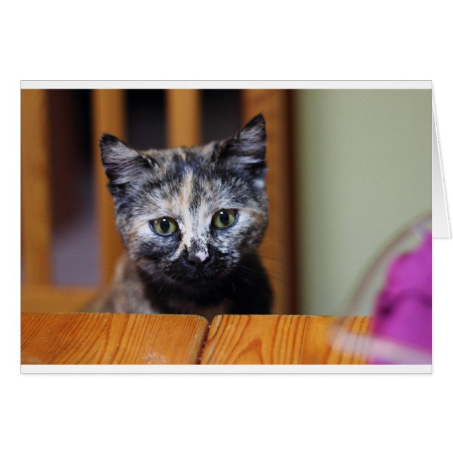 かわいい白黒の子猫 (正面横)