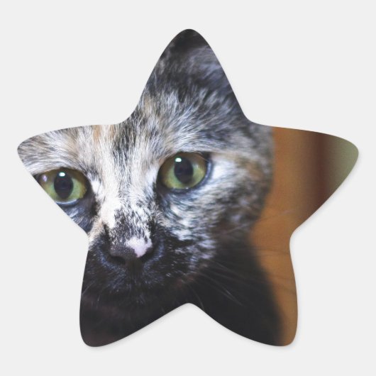 かわいい白黒の子猫 星シール (正面)