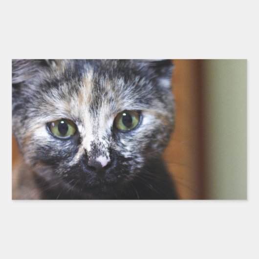 かわいい白黒の子猫 長方形シール (正面)