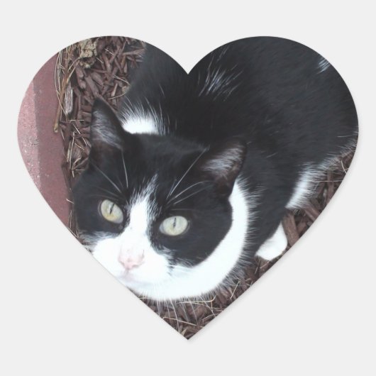 かわいい白黒の瞳ネコのステッカー ハートシール (正面)