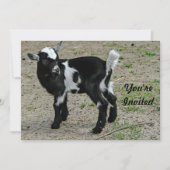 かわいい白黒ベビーヤギ写真誕生日 招待状 (正面)