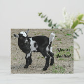 かわいい白黒ベビーヤギ写真誕生日 招待状 (スタンド正面)