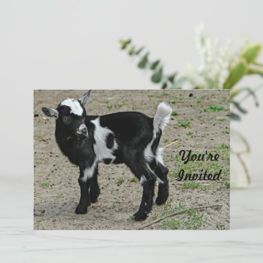 かわいい白黒ベビーヤギ写真誕生日 招待状 (スタンド正面)