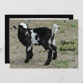 かわいい白黒ベビーヤギ写真誕生日 招待状 (正面/裏面)