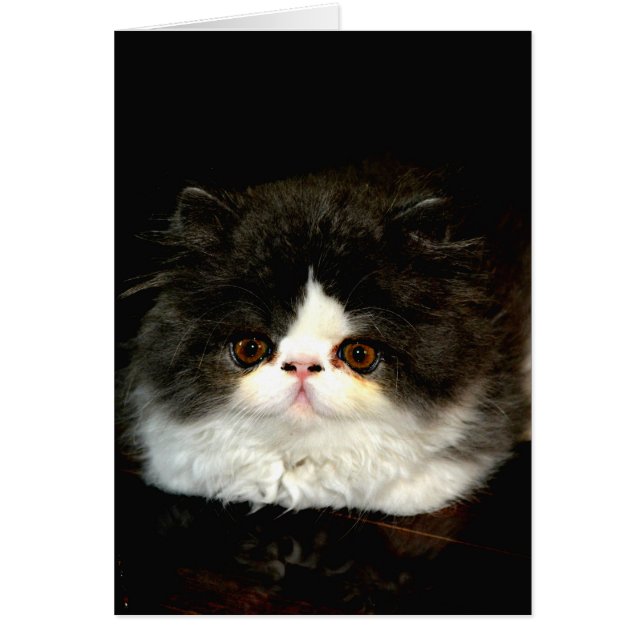 かわいい白黒猫 (正面)