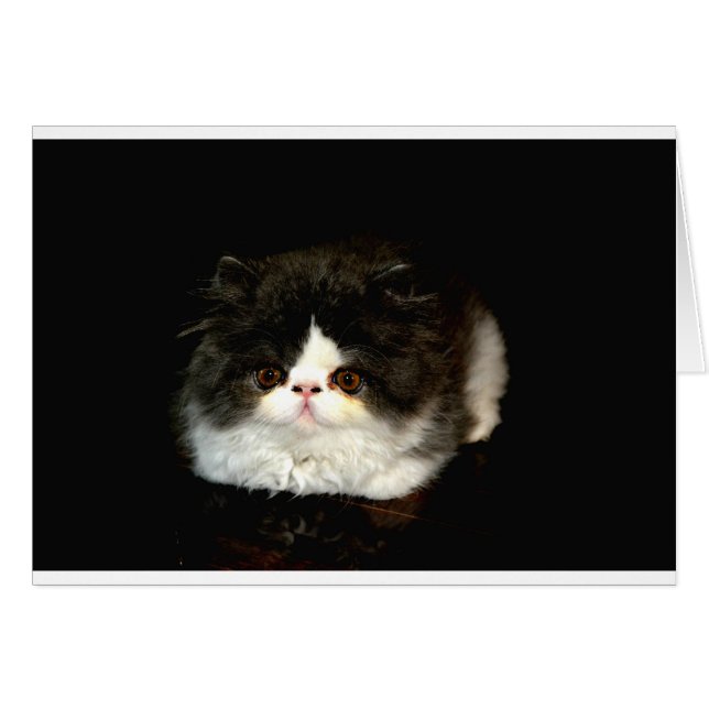かわいい白黒猫 (正面横)