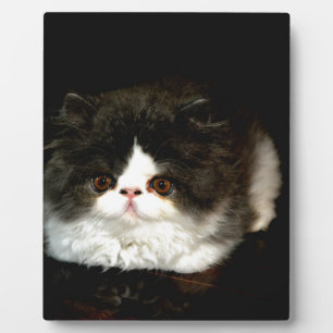 かわいい白黒猫 フォトプラーク