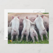 かわいい看護のコブタの郵便はがき ポストカード (正面/裏面)