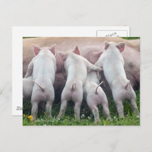 かわいい看護のコブタの郵便はがき ポストカード (正面/裏面)