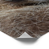 かわいい眠いラクーンの写真 ポスター (角)