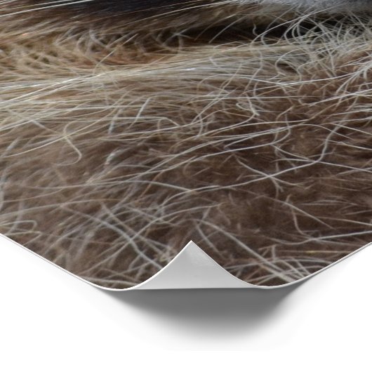 かわいい眠いラクーンの写真 ポスター (角)