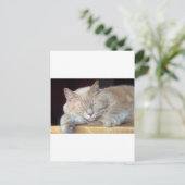 かわいい眠い猫 ポストカード (スタンド正面)