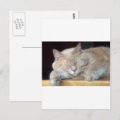 かわいい眠い猫 ポストカード (正面/裏面)